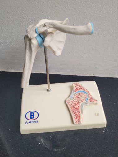Plastiek anatomie van het schoudergewricht