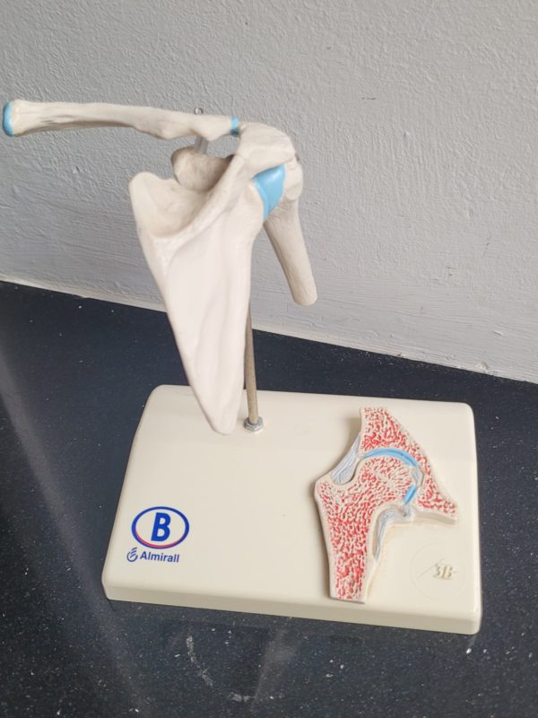 Plastiek anatomie van het schoudergewricht - Afbeelding 4