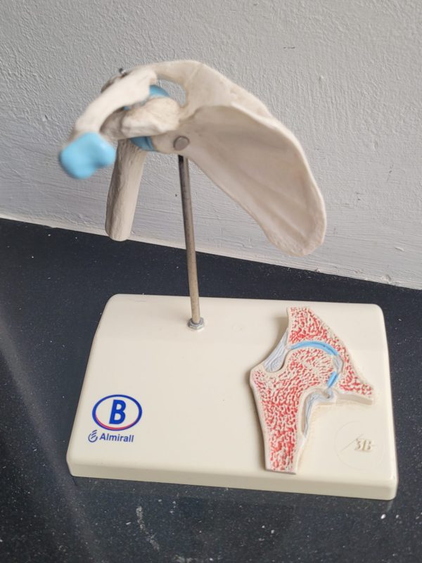 Plastiek anatomie van het schoudergewricht - Afbeelding 3