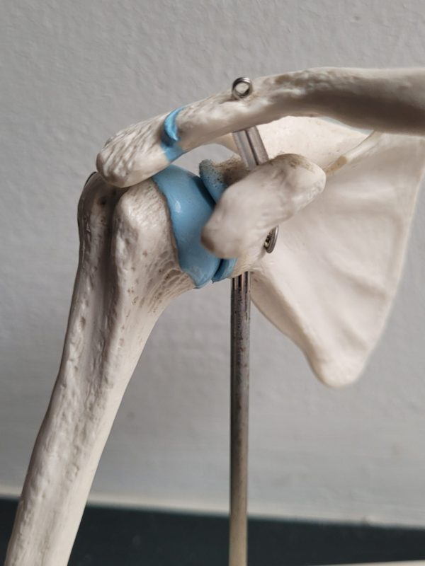 Plastiek anatomie van het schoudergewricht - Afbeelding 2